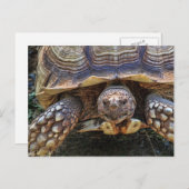 Foto van Tortoise Briefkaart (Voorkant / Achterkant)