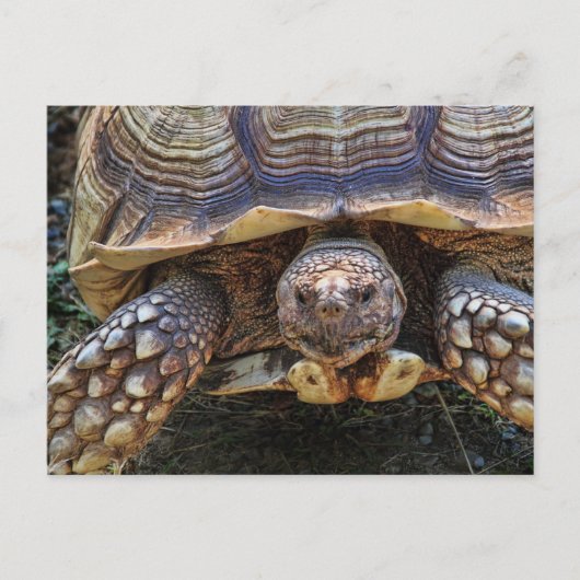 Foto van Tortoise Briefkaart (Voorkant)