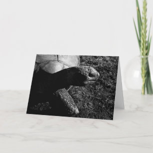 Foto van Tortoise in zwart-wit Kaart