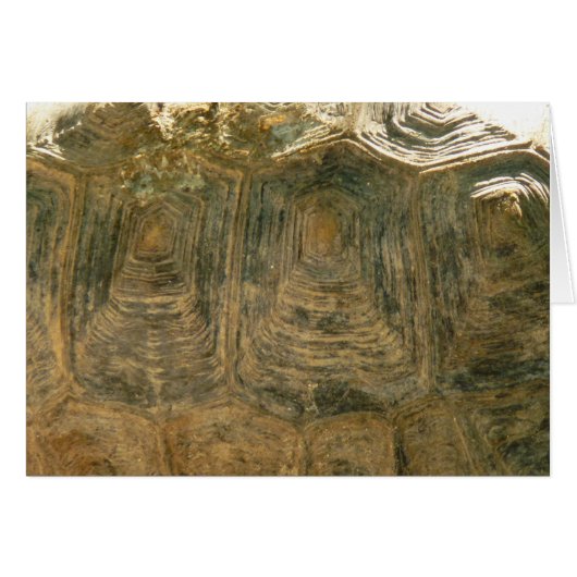 Foto van Tortoise Shell Natuur (Voorkant Horizontaal)