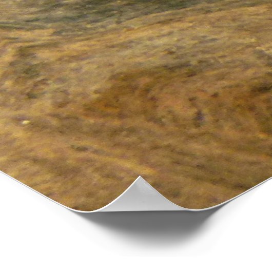 Foto van Tortoise Shell Natuur Poster (Hoek)