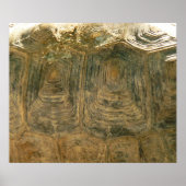 Foto van Tortoise Shell Natuur Poster (Voorkant)