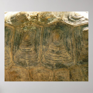 Foto van Tortoise Shell Natuur Poster