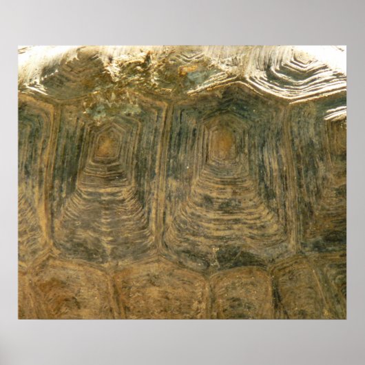 Foto van Tortoise Shell Natuur Poster (Voorkant)