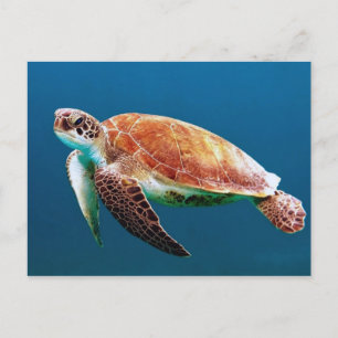 Foto van Turtle Blue Water Zee Briefkaart