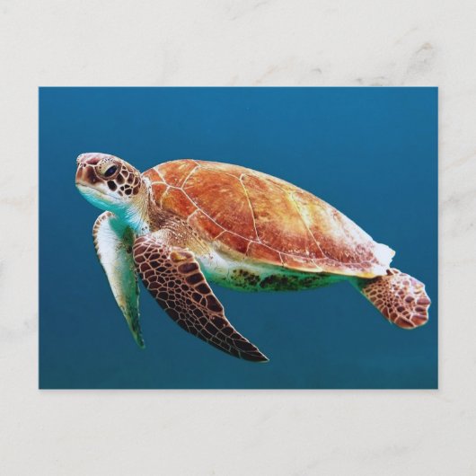 Foto van Turtle Blue Water Zee Briefkaart (Voorkant)
