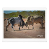 Foto van Two Bulls Fighting Poster (Voorkant)