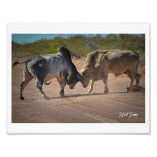 Foto van Two Bulls Fighting Poster