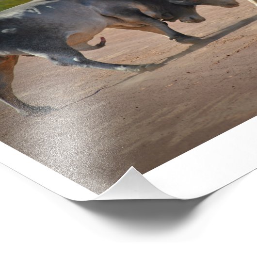 Foto van Two Bulls Fighting Poster (Hoek)