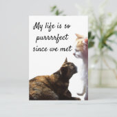 Foto van Two Cats with Valentijns's Purrfect Life (Staand voorkant)