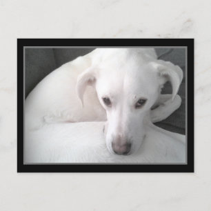 Foto van unieke witte labrador reever Mix Dog Briefkaart