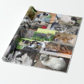 Foto van verschillende katten cadeaupapier (Uitgerold)