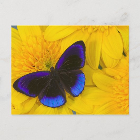 Foto van vlinder briefkaart (Voorkant)