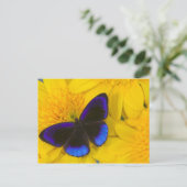 Foto van vlinder briefkaart (Staand voorkant)