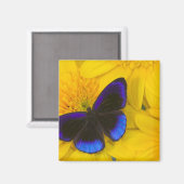 Foto van vlinder magneet (Voorkant / Achterkant)