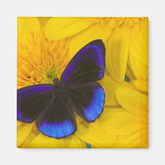 Foto van vlinder magneet (Voorkant)