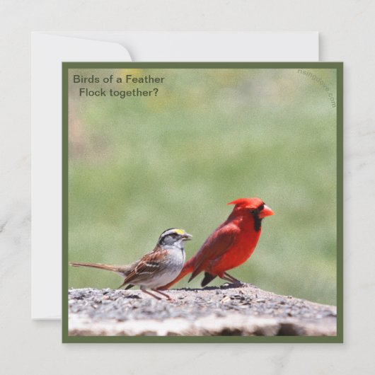 Foto van vogels en grafisch ~ risingdove. (Voorkant)