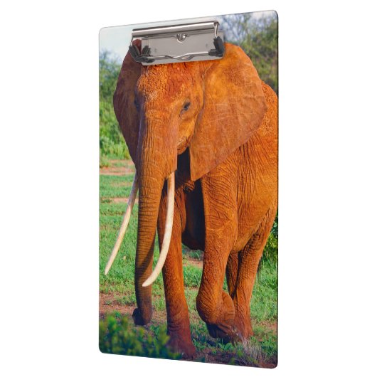 Foto van volwassen Afrikaanse olifant Klembord (Links)