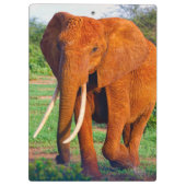 Foto van volwassen Afrikaanse olifant Klembord (Achterkant)