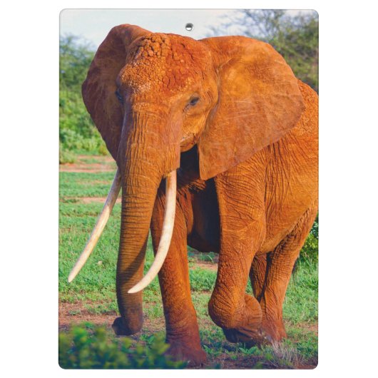Foto van volwassen Afrikaanse olifant Klembord (Achterkant)