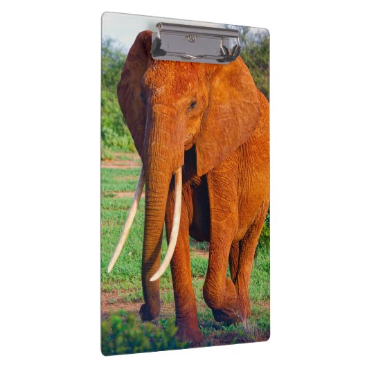 Foto van volwassen Afrikaanse olifant Klembord (Rechts)