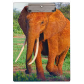 Foto van volwassen Afrikaanse olifant Klembord (Voorkant)
