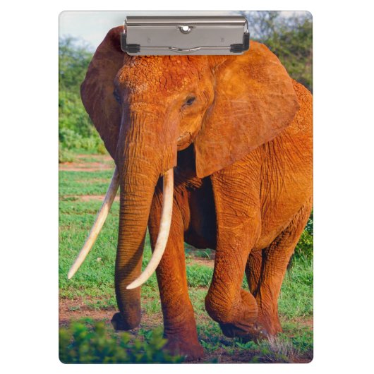 Foto van volwassen Afrikaanse olifant Klembord (Voorkant)