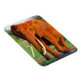 Foto van volwassen Afrikaanse olifant Magneet (Rechterzijde)