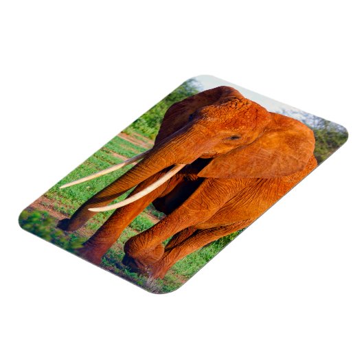 Foto van volwassen Afrikaanse olifant Magneet (Linkerzijde)