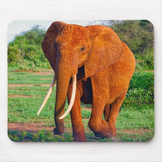 Foto van volwassen Afrikaanse olifant Muismat (Voorkant)