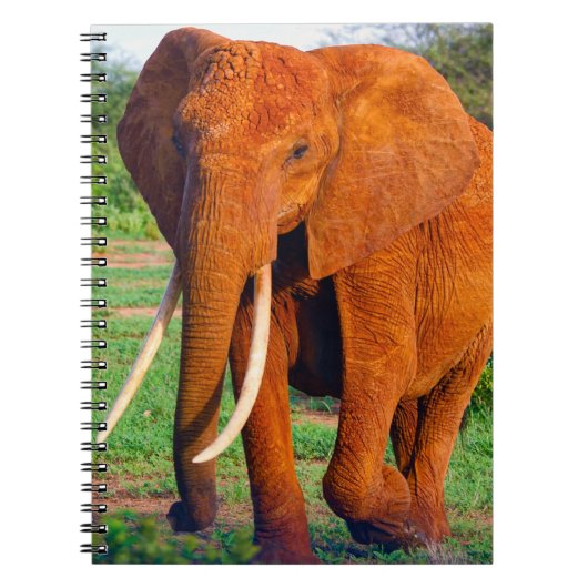 Foto van volwassen Afrikaanse olifant Notitieboek (Voorkant)