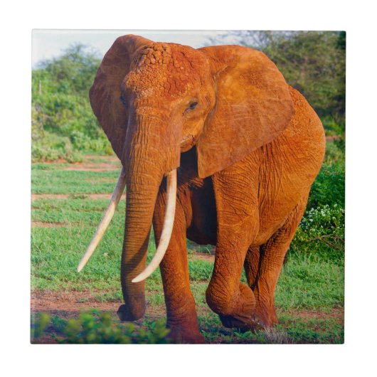 Foto van volwassen Afrikaanse olifant Tegeltje (Voorkant)