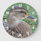 Foto van vrouwelijke wilde eend grote klok (Voorkant)