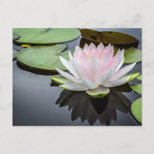 Foto van Water Lily Pink Floral Briefkaart (Voorkant)