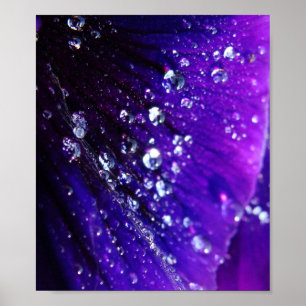 Foto van waterdruppels op paarse bloem poster