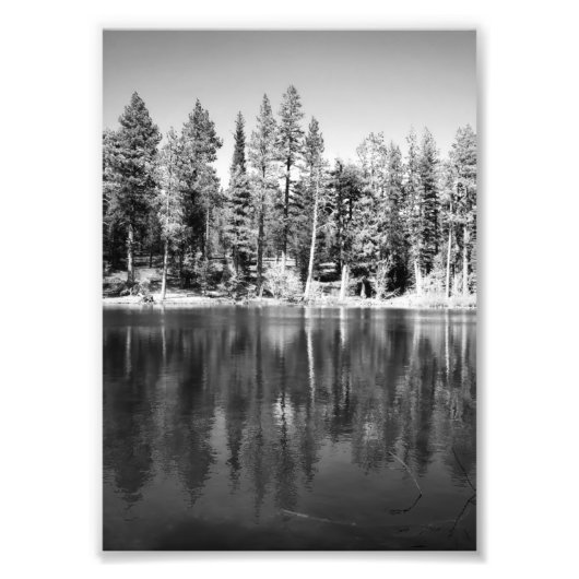 Foto van weerspiegeling van Ponderosa Pines Afdruk (Voorkant)