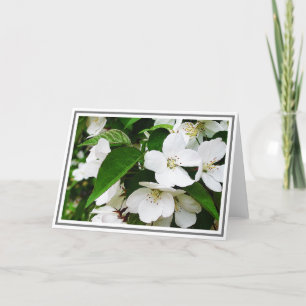 Foto van White Cherry Blossom met Green Foliage Kaart