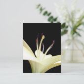 Foto van White Lily Flower Lilies Flowers Briefkaart (Staand voorkant)