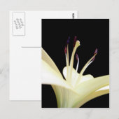 Foto van White Lily Flower Lilies Flowers Briefkaart (Voorkant / Achterkant)