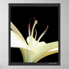 Foto van White Lily Flower Lilies Flowers Poster