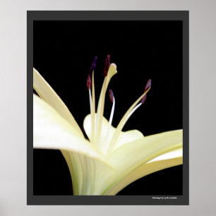 Foto van White Lily Flower Lilies Flowers Poster