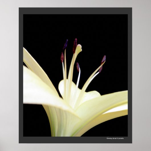 Foto van White Lily Flower Lilies Flowers Poster (Voorkant)