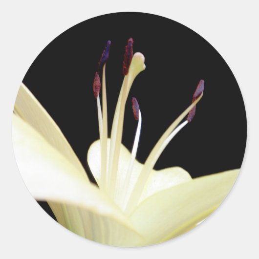 Foto van White Lily Flower Lilies Flowers Ronde Sticker (Voorkant)
