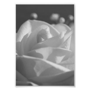 Foto van White Rose B&W Flower print Afdruk