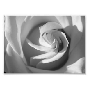 Foto van White Rose B&W Flower print Afdruk