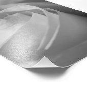 Foto van White Rose B&W Flower print Afdruk (Hoek)