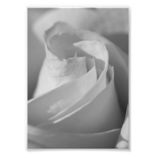 Foto van White Rose B&W Flower print Afdruk