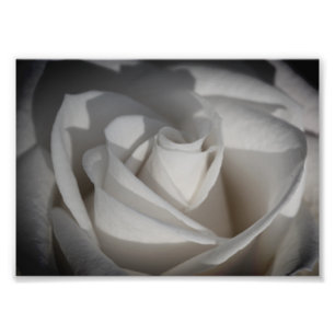 Foto van White Rose B&W Flower print Afdruk