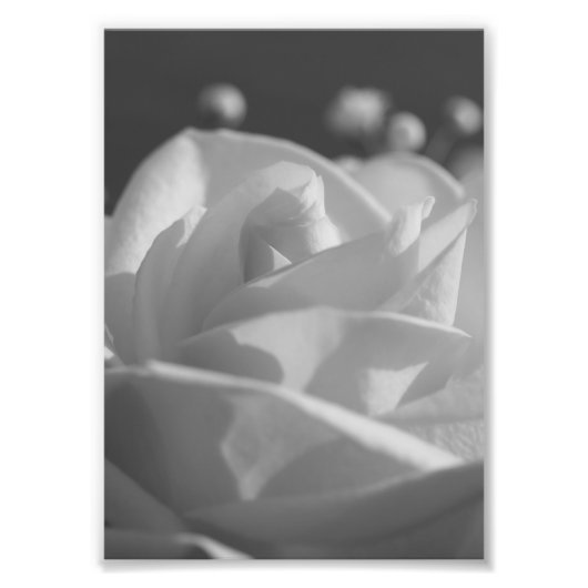 Foto van White Rose B&W Flower print Foto Afdruk (Voorkant)