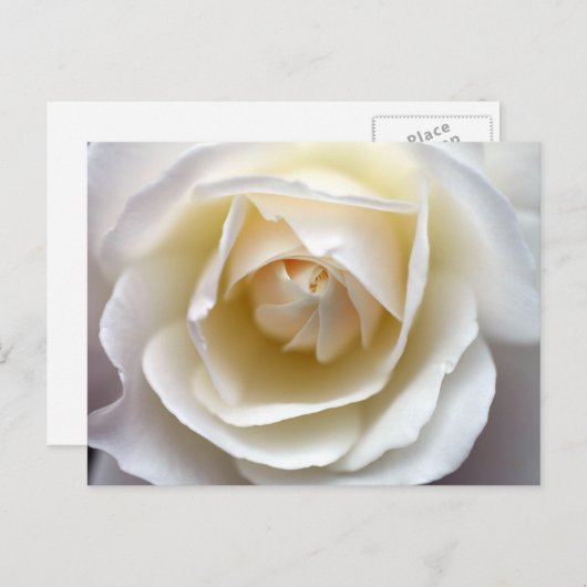 Foto van White Rose Briefkaart (Voorkant / Achterkant)